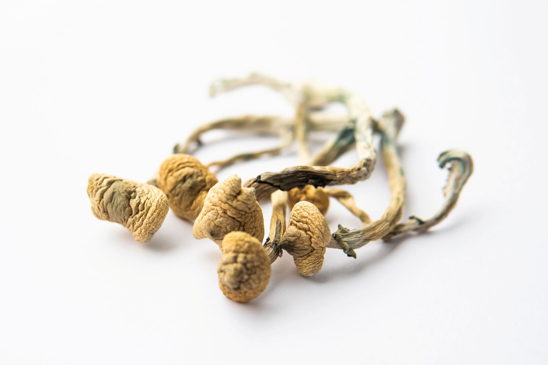 Intricate hyphae structures representing the interconnected community of the Church of the Mushroom, a leading psychedelic church.